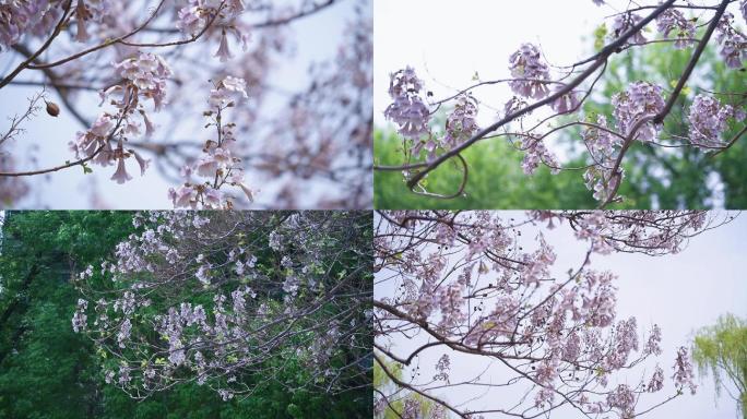 梧桐树花泡桐树春天植物风景