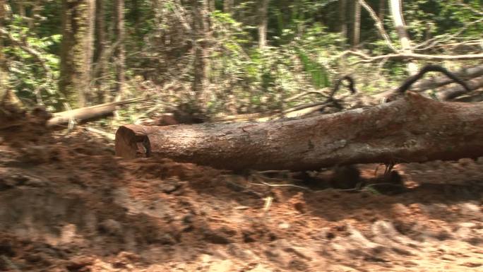 亚马逊雨林的森林砍伐