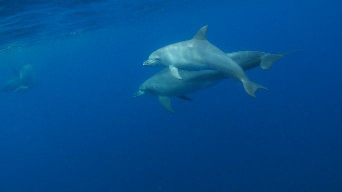 海豚水底遨游鲸鱼虎鲸保护环境