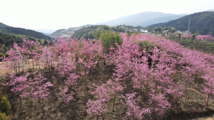 樱桃花梨花梅花田园风光