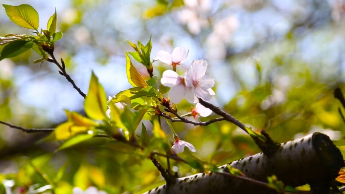 实拍初春时节美丽的粉色樱花盛开