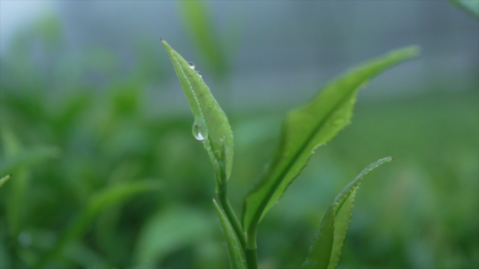 春茶茶叶茶园茶山新茶嫩芽4月茶