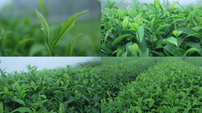 春茶茶叶茶园茶山新茶嫩芽4月茶