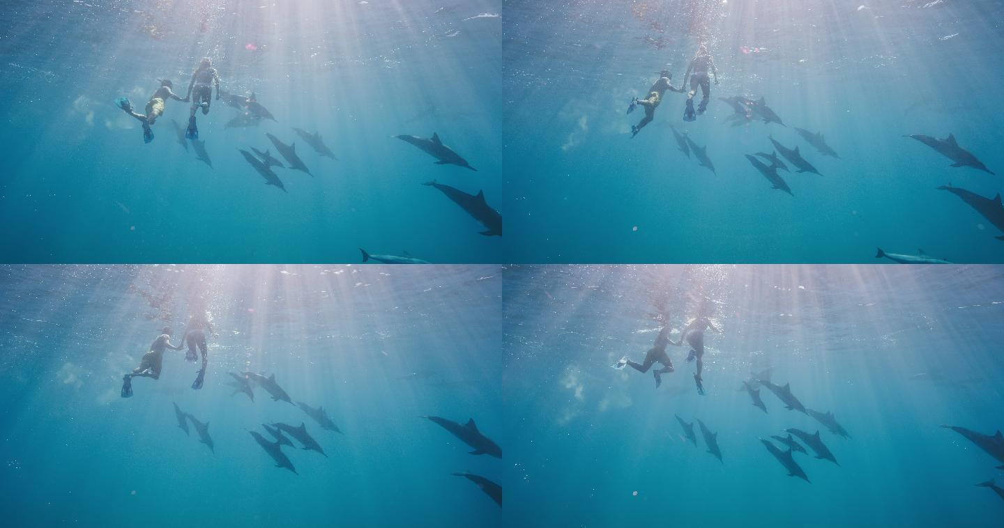 与海豚一起游泳海底世界潜水大海