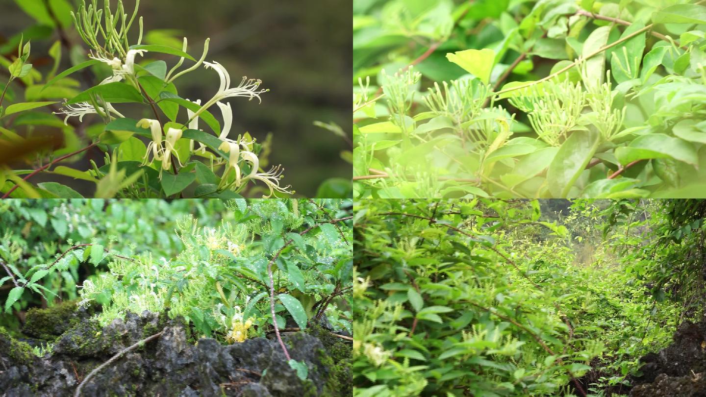 金银花基地生长展示