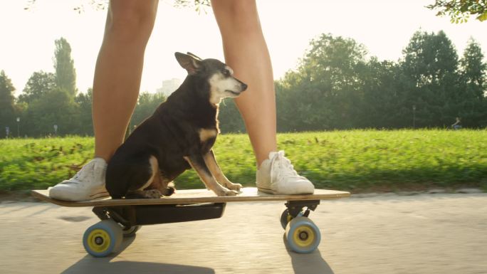 狗坐在滑板上，主人在公园里疾驰而过