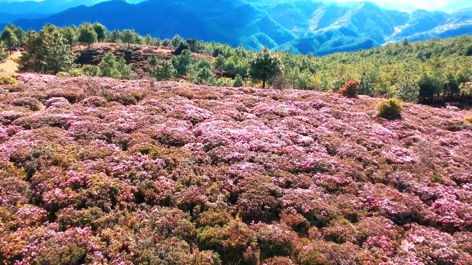 杜鹃花海野生