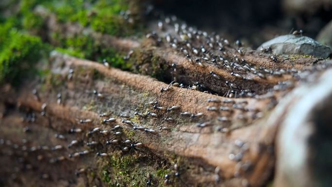 一群正在爬行的蚂蚁