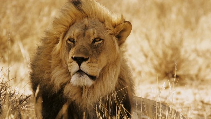 沙漠中的狮子一只呆呆的狮子慵懒无聊保护动