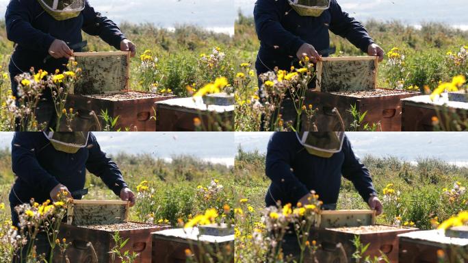养蜂人工作和检查蜂箱