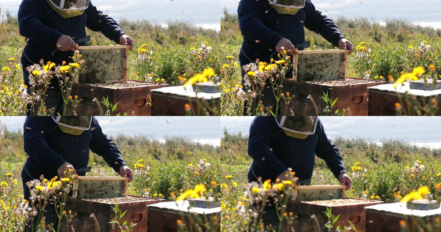 养蜂人工作和检查蜂箱