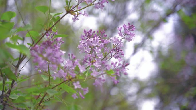 丁香花