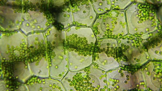 水生植物叶有机生物学技术