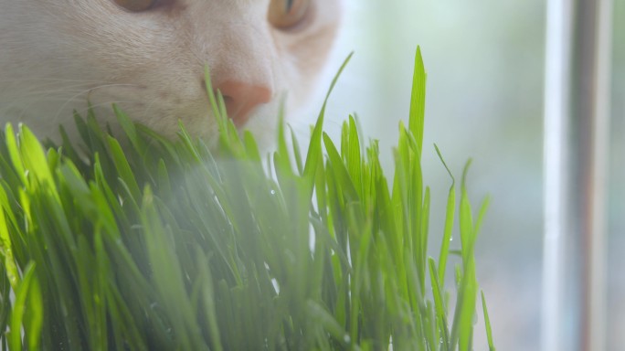 4K猫草、小猫吃猫草