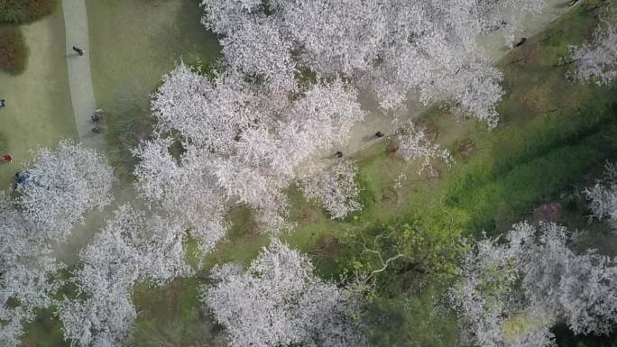 无锡太湖鼋头渚樱花林