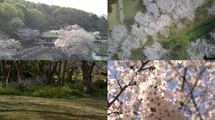 无锡太湖鼋头渚樱花林