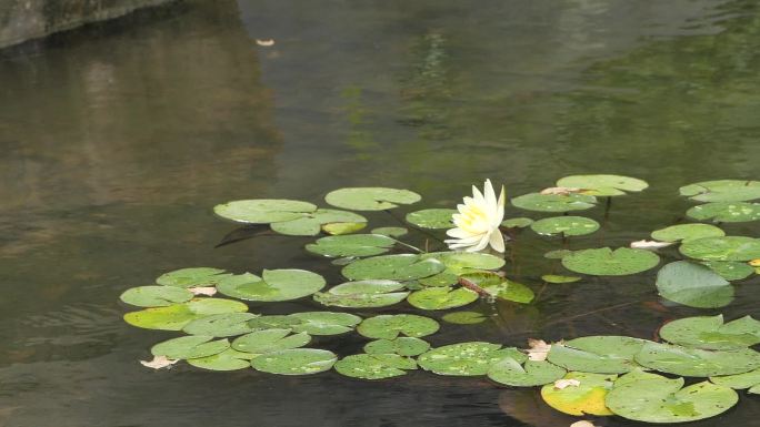 水中一朵刚刚盛开的睡莲