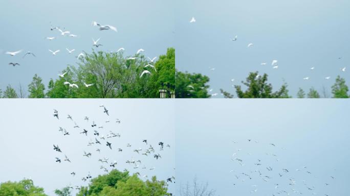 【4k】鸽子飞翔的鸽子广场鸽