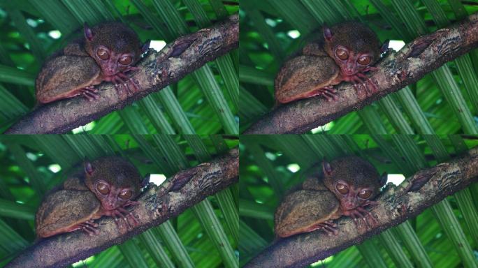 菲律宾薄荷岛保护动物世界最小猴类眼镜猴