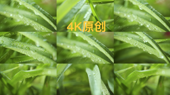 4K下雨小草雨滴、唯美下雨、雨后草地