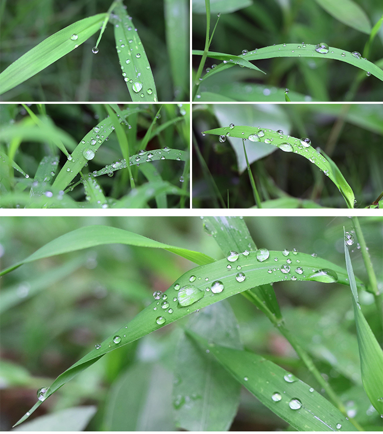 4K雨后露水露珠绿叶绿植实拍素材