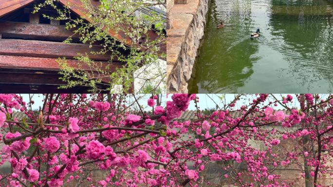 原创拍摄北京三里河公园春天景色