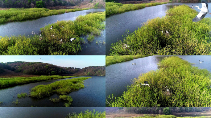 苍鹭航拍湿地苍鹭蛋苍鹭孵蛋自然环境保护