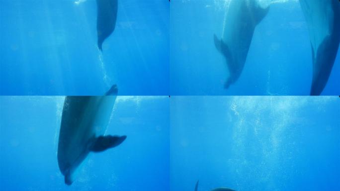 在清澈湛蓝海水中嬉戏的海豚