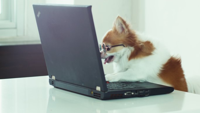 小狗戴着眼镜玩笔记本电脑