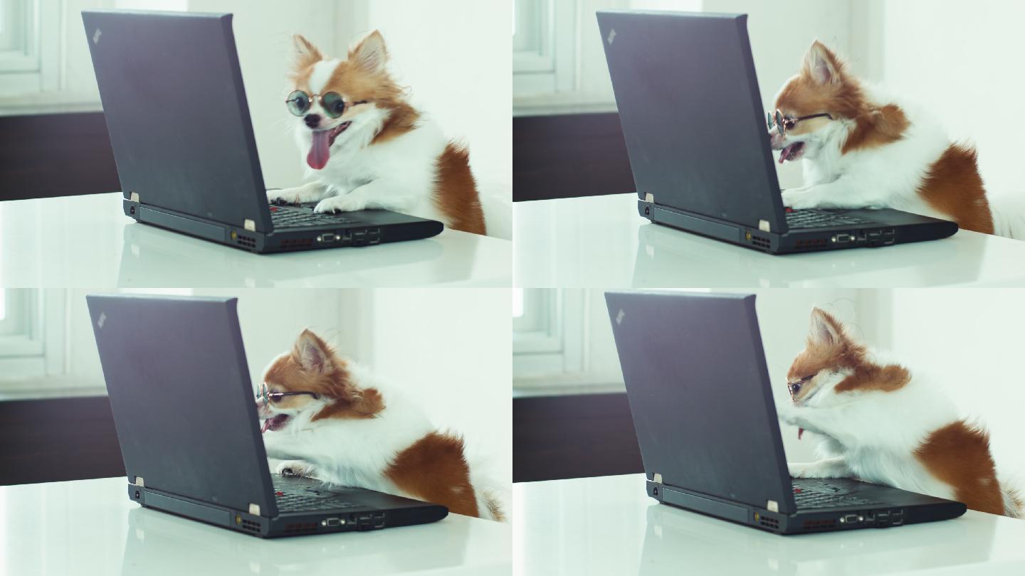 小狗戴着眼镜玩笔记本电脑