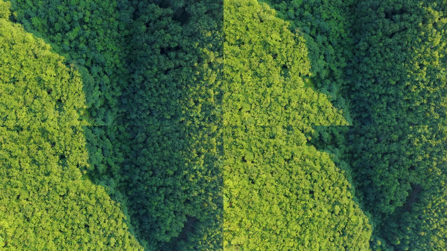 4K山林森林绿色树林阳光生态蚂蚁种树