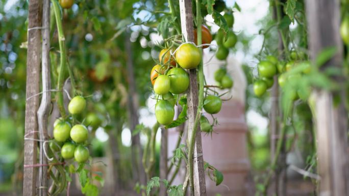 4K番茄成熟大棚有机健康绿色果蔬