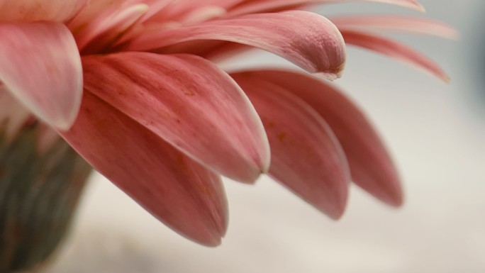 鲜花唯美升格旋转菊花非洲菊花