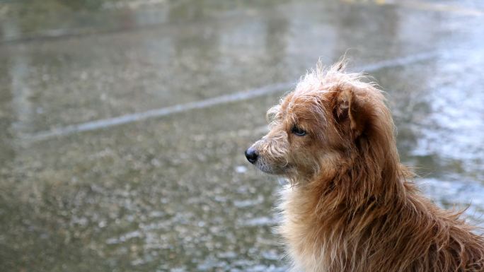 狗在等雨停