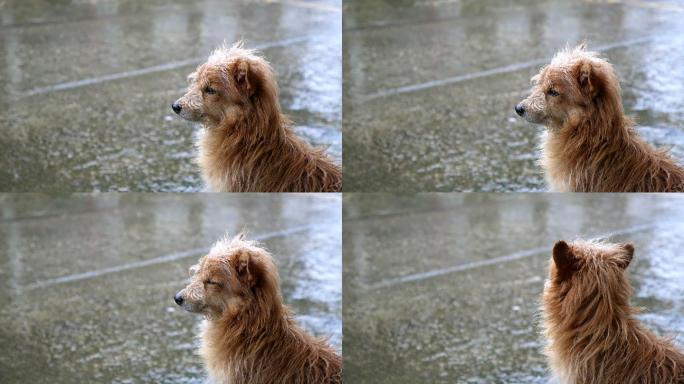 狗在等雨停