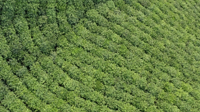 4K信阳毛尖茶山纯净背景航拍