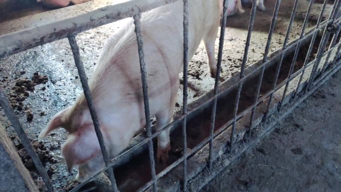 猪场养殖白猪养殖户猪舍