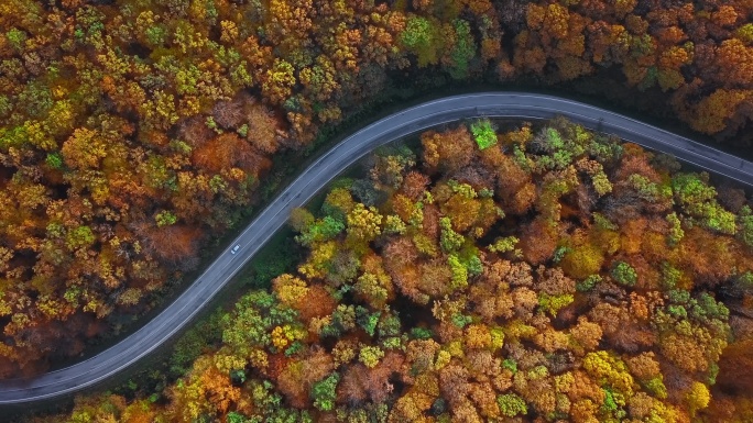 阳光明媚的秋林乡村道路