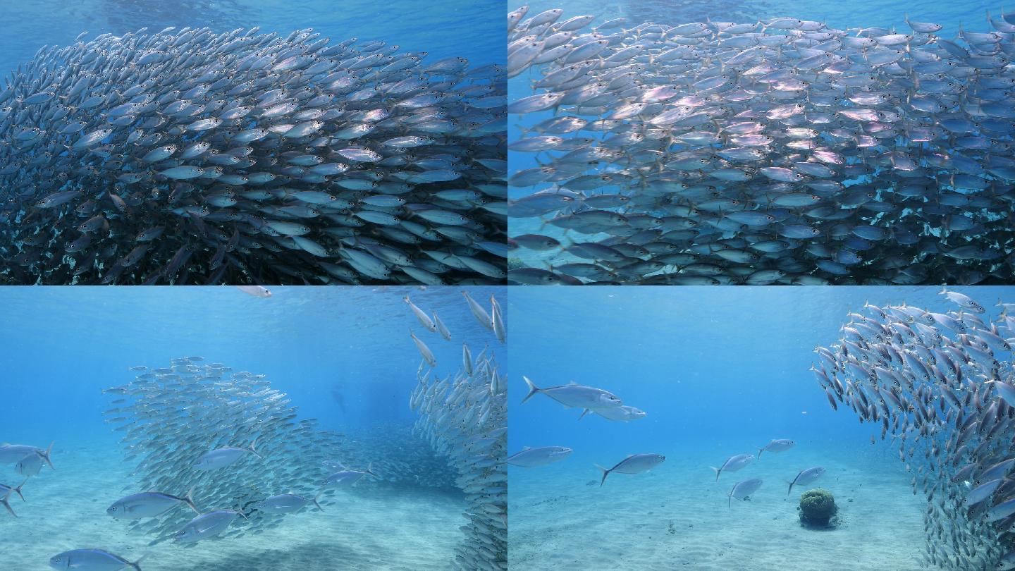 一大群鱼海鱼海产水族馆