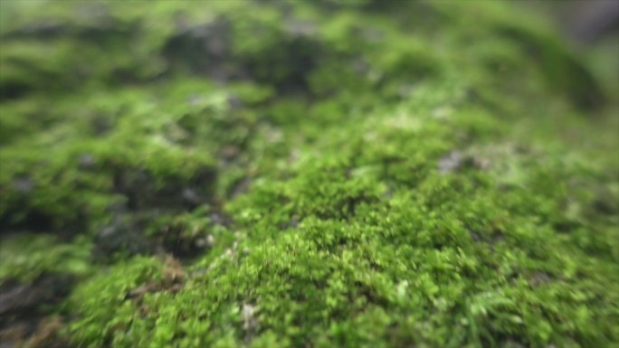 苔藓热带雨林森林树林生态湿地