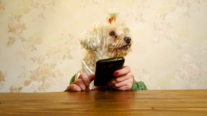 使用智能手机的狗恶搞宠物狗玩手机狗头人身