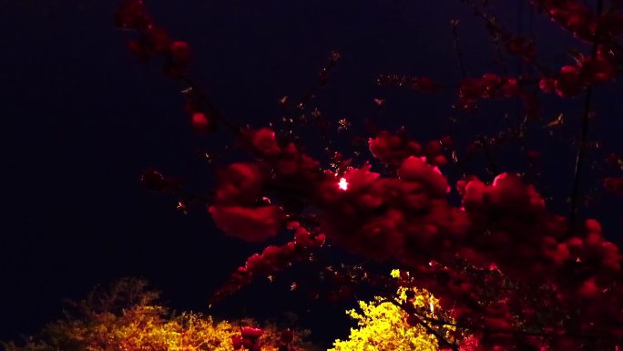夜景花卉姹紫嫣红
