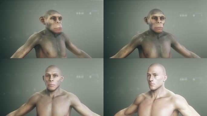 人类进化类人猿达尔文人类演变