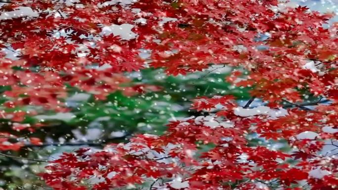 红枫飘雪雪中红枫视频素材