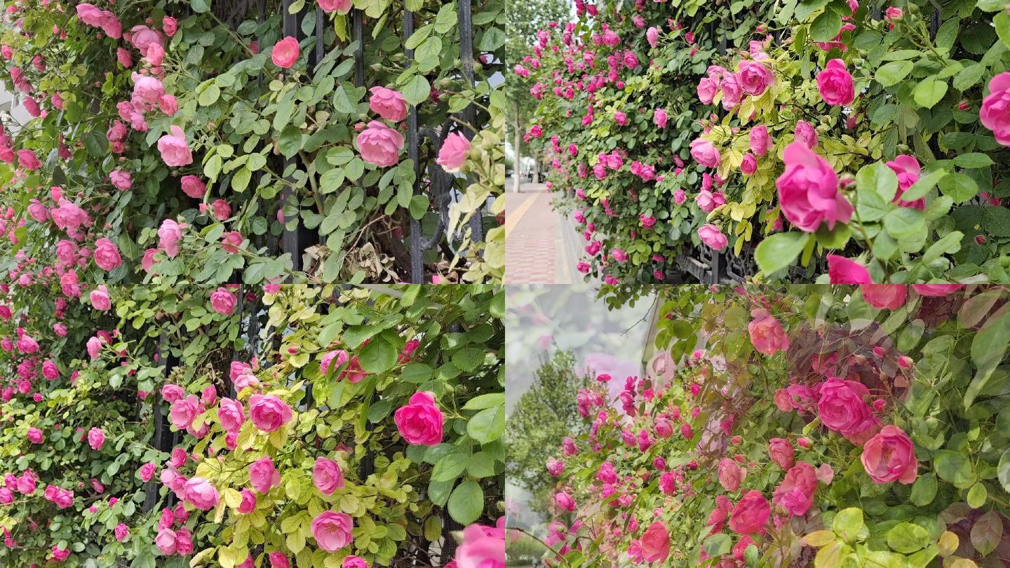 【原创】蔷薇花墙微型月季视频素材