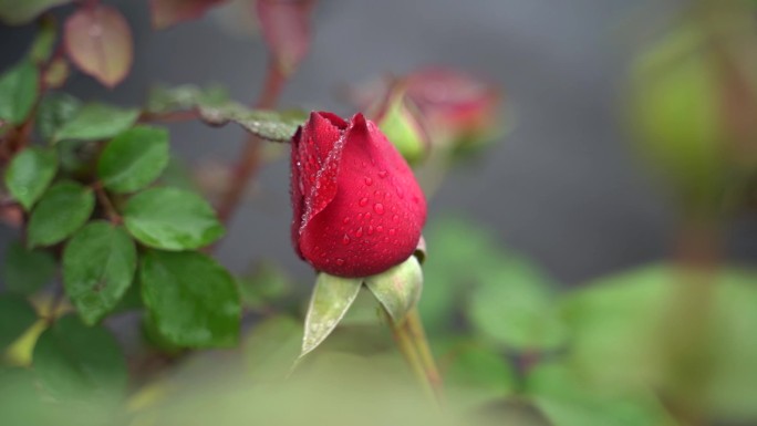 玫瑰花墨红玫瑰食用玫瑰红玫瑰