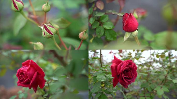 玫瑰花墨红玫瑰食用玫瑰红玫瑰