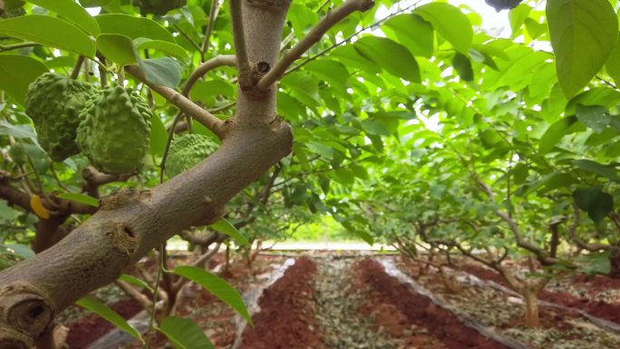 果树上释迦果生长实拍素材