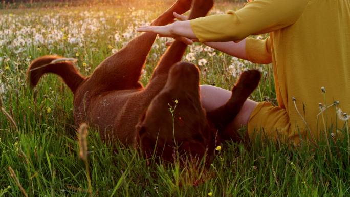 一个妇女和她的狗在草地上玩耍