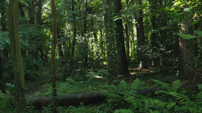 夏季森林树林绿色湿地环境密林深处